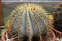 FEROCACTUS GLAUCESCENS_1.jpg